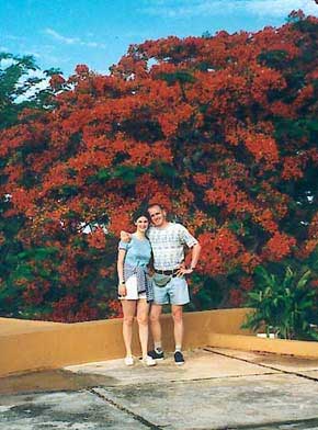 Flamboyan-Baum im Hotel in Uxmal